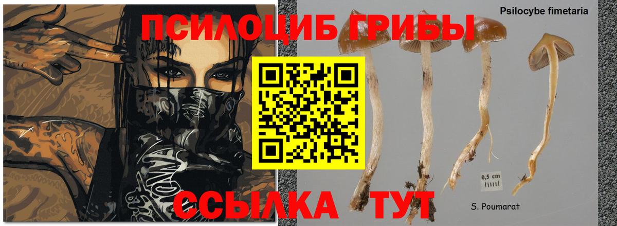 Ртищево  Псилоцибиновые грибы GOLDEN TEACHER  Вход с VPN 